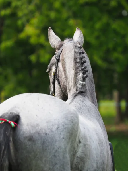 Tête de cheval abstraite — Photo