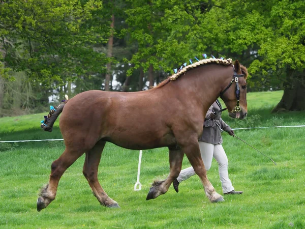 Suffolk soco cavalo no anel Show — Fotografia de Stock