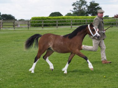 Welsh Pony yukarı Trotting