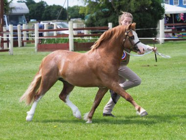 Şampiyon Welsh Pony