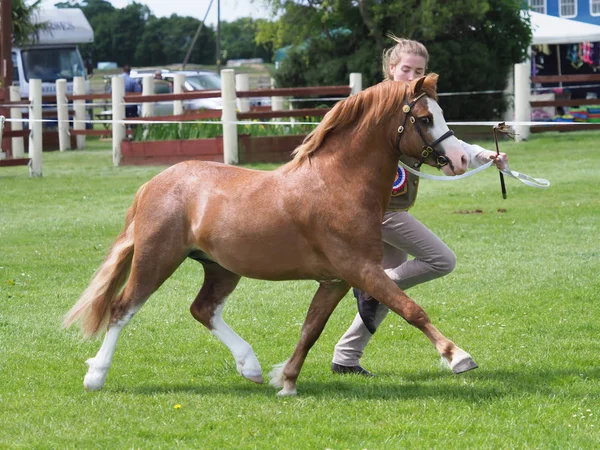 Champion Welsh Pony — Stock Photo, Image