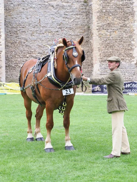 Suffolk Punch Horse in Harness — Stock Photo, Image