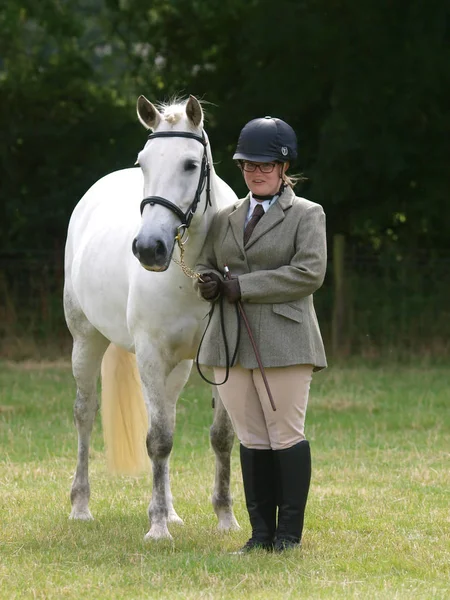 Show Ring içinde Handler ve at — Stok fotoğraf