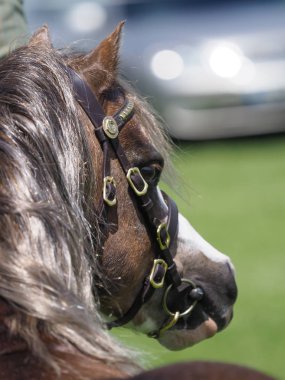 stallion kafa vurdu