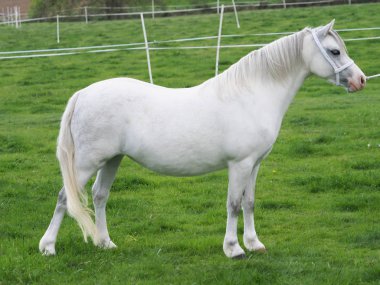 Show Ring gri Pony