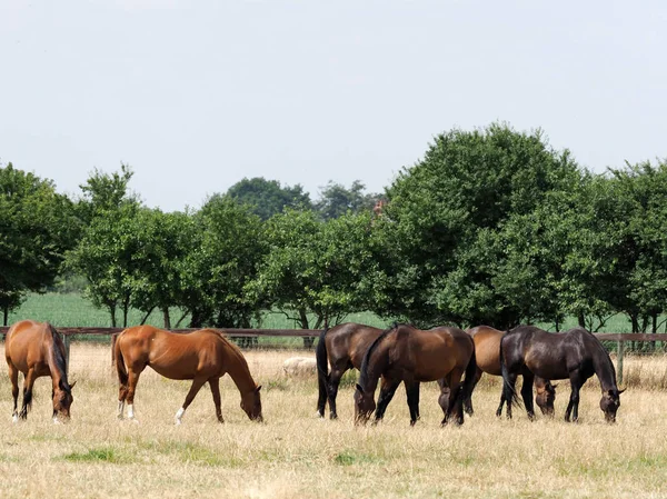 Betande flocken av hästar — Stockfoto