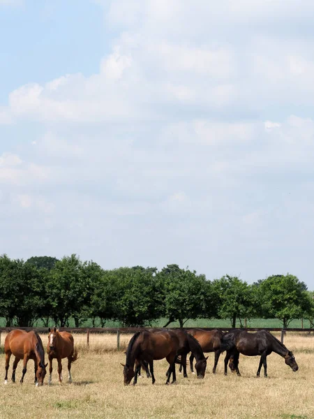 Pasoucí se stádo koní — Stock fotografie