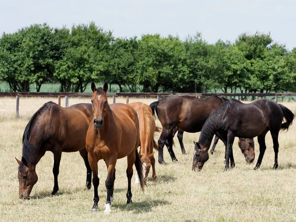 Gregge di cavalli al pascolo — Foto Stock