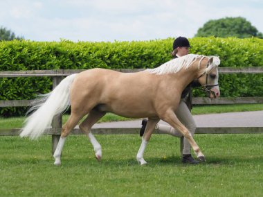 Welsh Pony yukarı Trotting