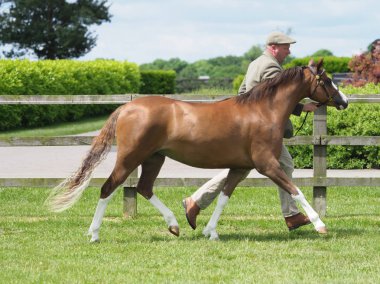 Welsh Pony yukarı Trotting