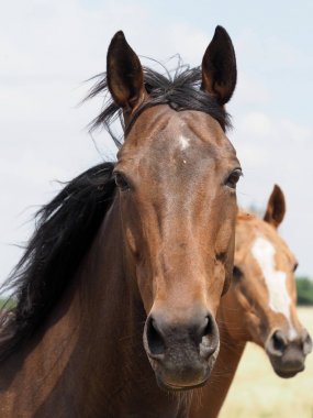 Paddock'ta emekli yarış atı