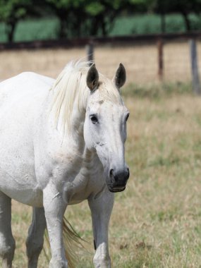 Paddock'ta emekli yarış atı
