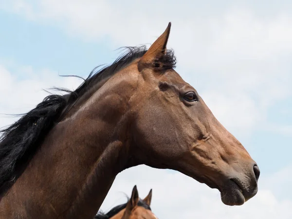 Скаковая лошадь в отставке в Пэддоке — стоковое фото