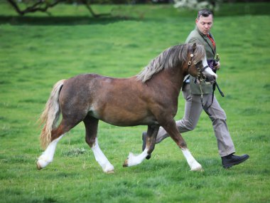 Trotting Galay Aygırı