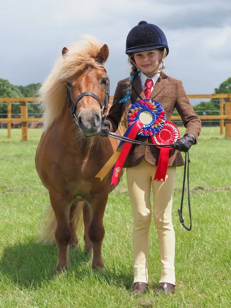 Champion Shetland Pony — Stock Photo, Image