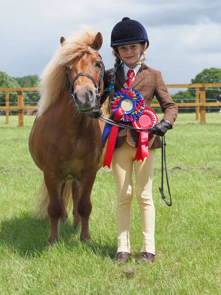 Champion Shetland Pony — Stock Photo, Image