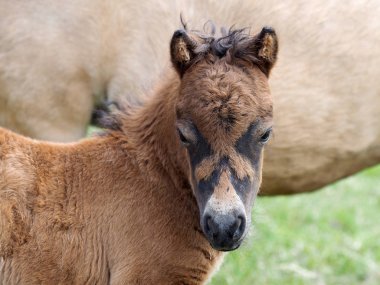 Genç Shetland Foal'ın Headshot'ı