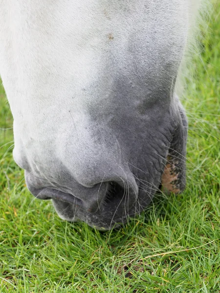 Caballo abstracto — Foto de Stock