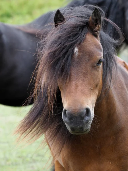 Einheimische Pony-Kopfschuss — Stockfoto
