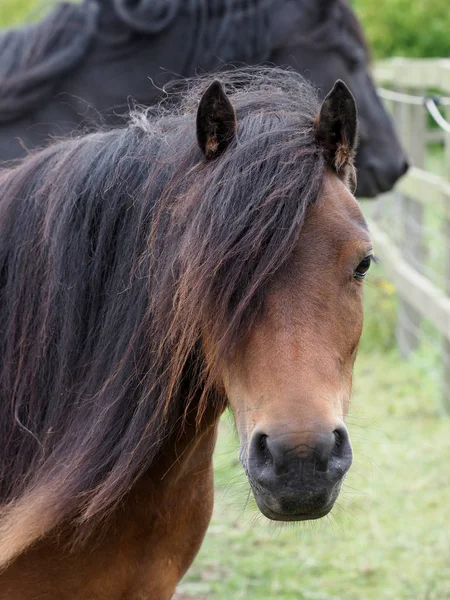 Native Pony Headshot — Stock Photo, Image