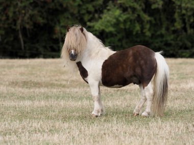 Shetland Midilli Aygır.