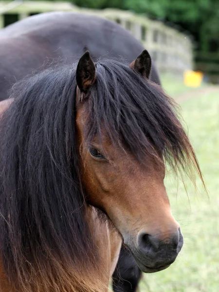 Nativo pony headshot — Foto Stock