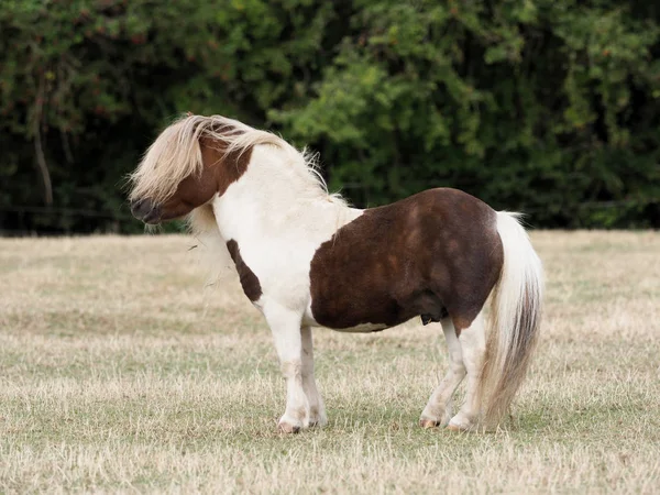 Shetland póni Stallion. — Stock Fotó