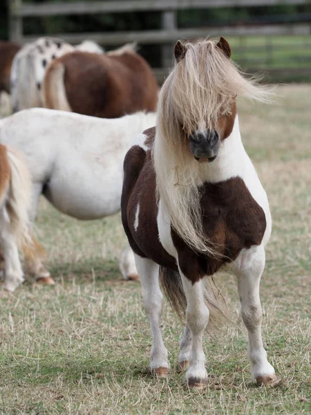 Shetland Midilli Aygır. — Stok fotoğraf