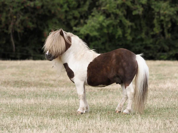 Semental de Pony de Shetland . Imagen De Stock