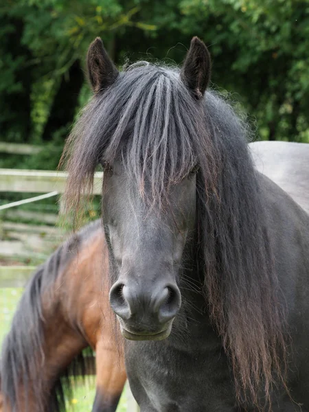 Native pony headshot — Stockfoto