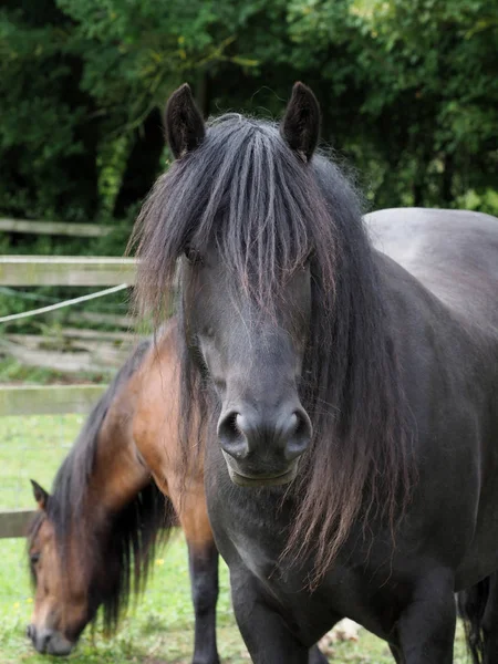 Native pony headshot — Stockfoto