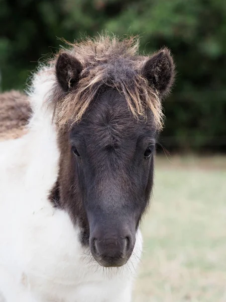 Cute Foal — Stock Photo, Image