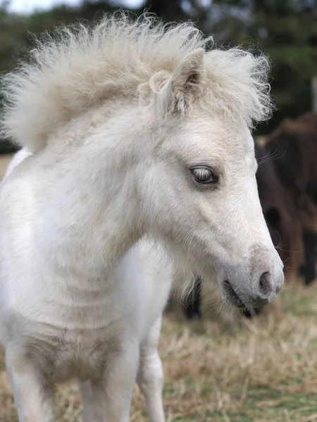 Miniature Foal Headshot — ストック写真