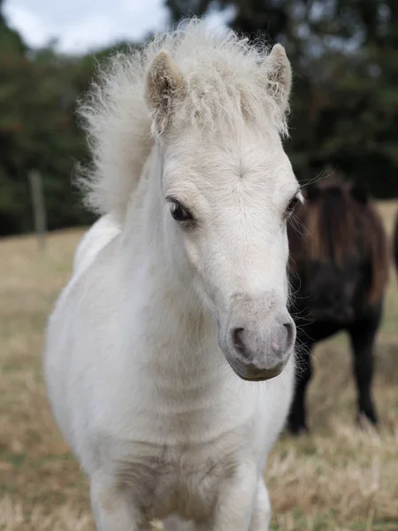 Miniature Foal Headshot — Stock Photo, Image