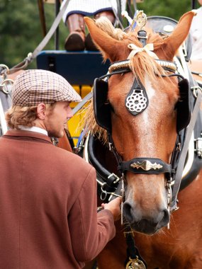 Suffolk Atı Koşumda