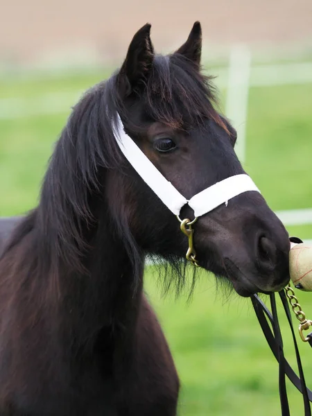 Yearling Pony Headshot — Fotografia de Stock