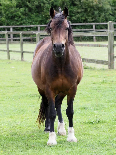 Cavalo de baía em paddock — Fotografia de Stock