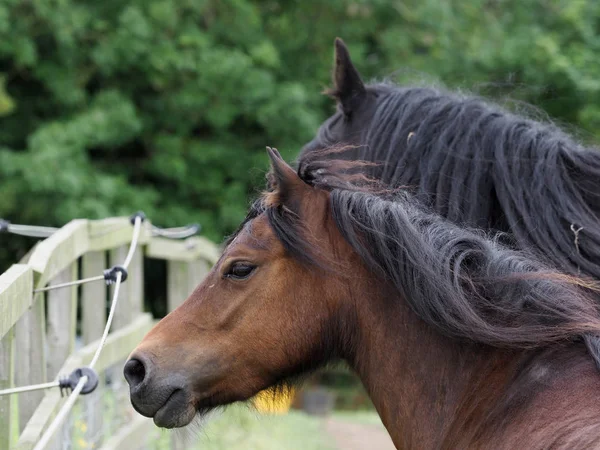 Dos ponis de raza rara — Foto de Stock