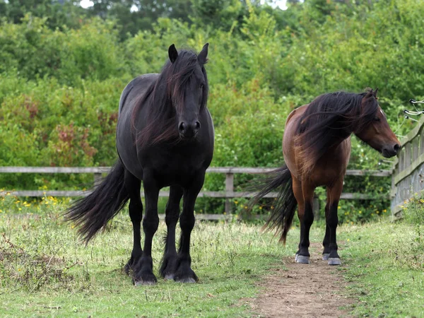 Dois cavalos de raça rara — Fotografia de Stock
