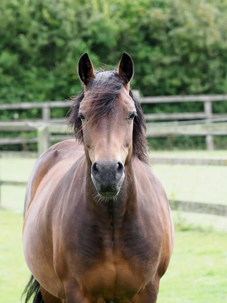Baai paard in paddock — Stockfoto