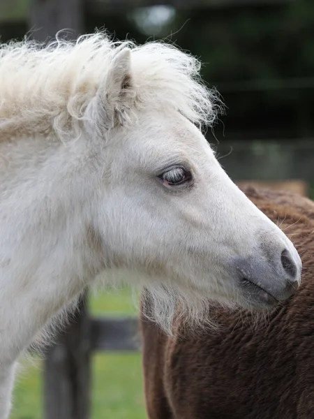 シェトランド諸島の子馬 — ストック写真