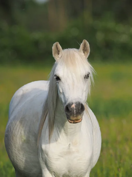 Толстый Серый Валлийский Пони Стоит Летнем Загоне — стоковое фото