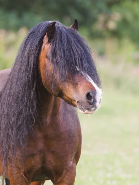 Bild Bay Hingst Med Lång Man — Stockfoto