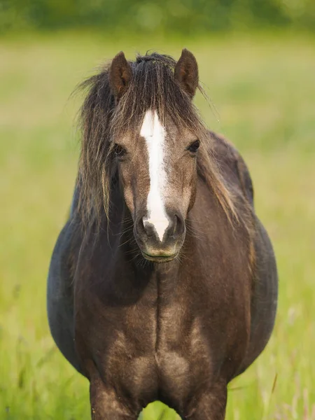 Een Overgewicht Dun Welsh Pony Staat Een Zomer Paddock — Stockfoto