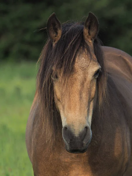 Tiro Cabeza Pony Dun Nativo Con Una Melena Larga — Foto de Stock