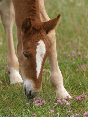 Nadir bir tür olan Suffolk Punch tayı çimenlere ulaşmak için eğilmeye çalışır..