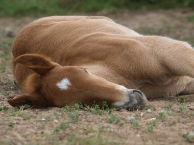 Nadir bir tür Suffolk Punch tayları yaz otlaklarında uyur..