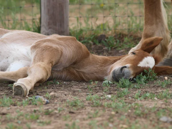 Rare Breed Suffolk Punch Foal Sleeps Summer Paddock — Stock Photo, Image