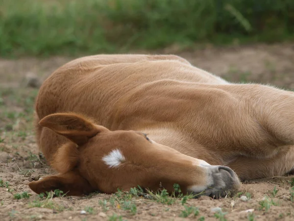 Rare Breed Suffolk Punch Foal Sleeps Summer Paddock — Stock Photo, Image