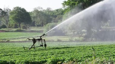 Yaz aylarında tarla sulama sistemi kullanılarak sulanan bir patates mahsulü..